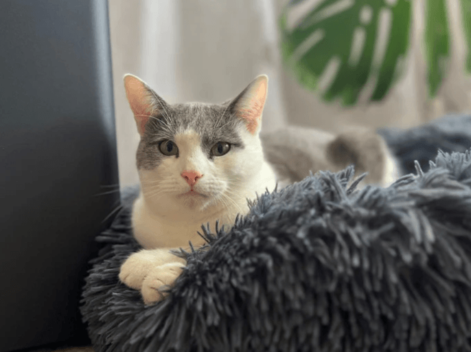 How to Help Your Cat Settle into a Comfortable New Supportive Bed 