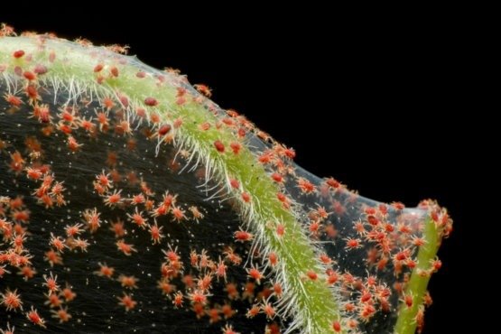 Why Smart Homeowners Are Rethinking Spider Prevention Today